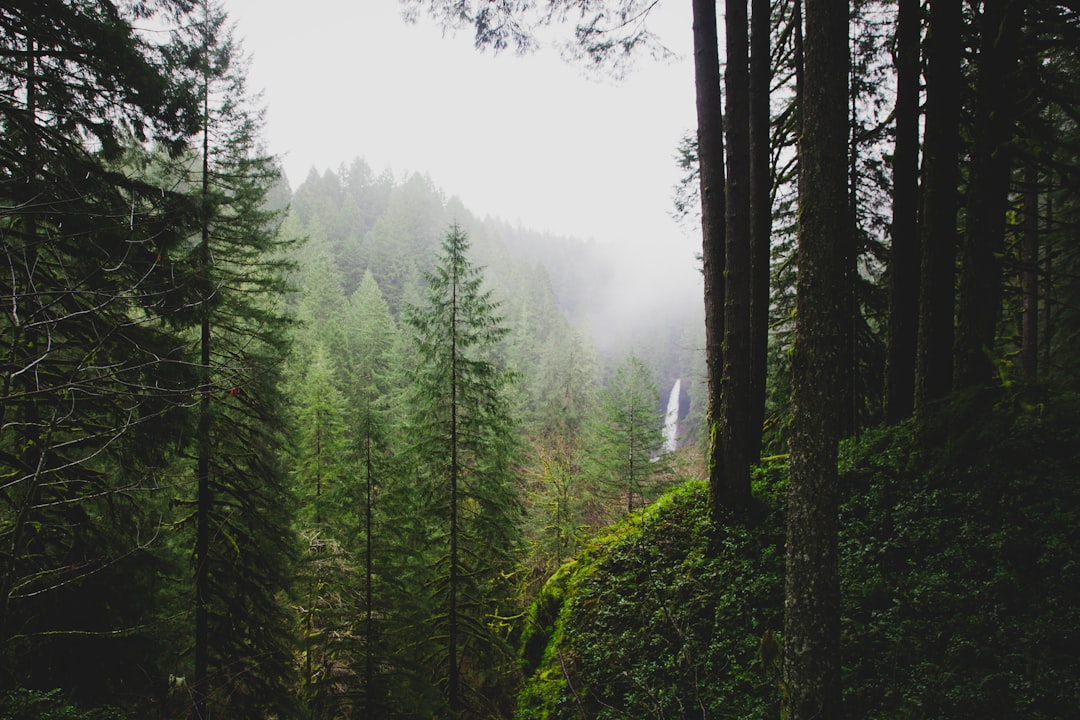 The Towering Giants That Ruled the Forests (image credits: unsplash)