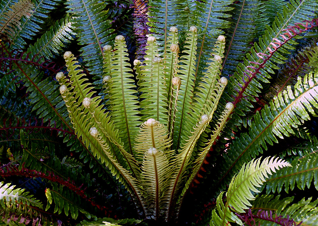 The Humble Ferns: Carpeting the Forest Floor (image credits: flickr)