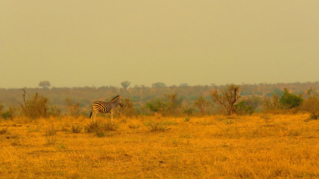 Conservation Success Stories: Proof That Action Works (image credits: unsplash)