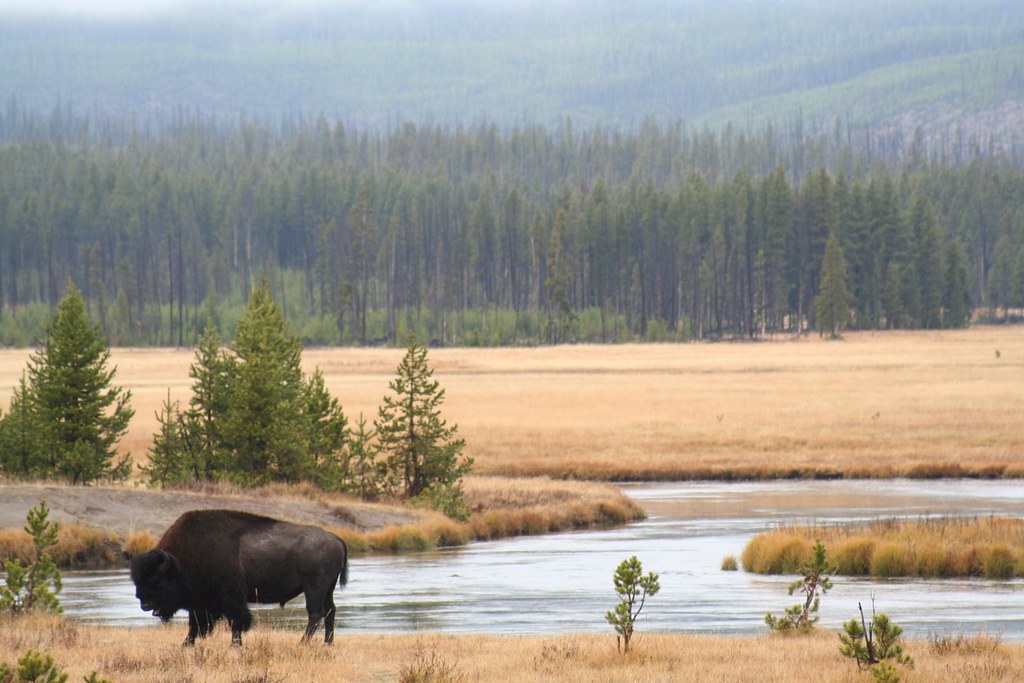 The Biotechnology Revolution in Conservation (image credits: flickr)