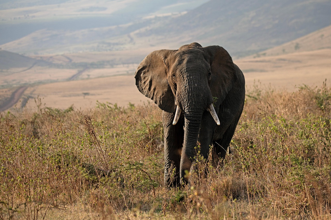 Global Cooperation: The Ultimate Conservation Strategy (image credits: pixabay)
