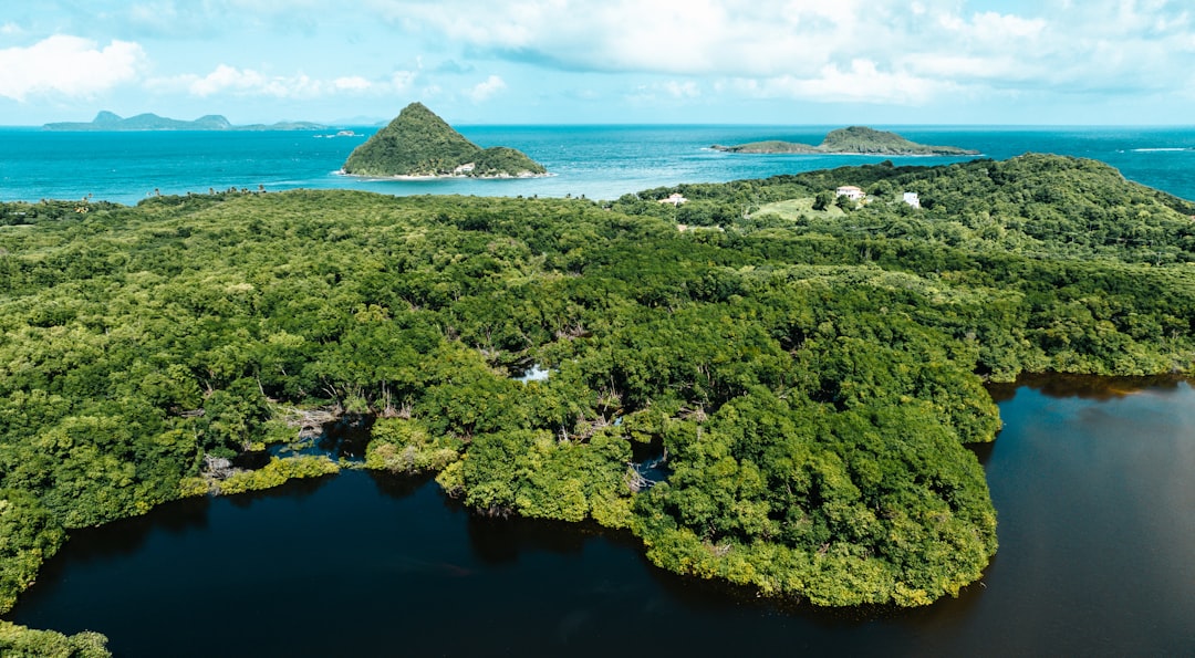 Building Resilient Ecosystems for the Future (image credits: unsplash)