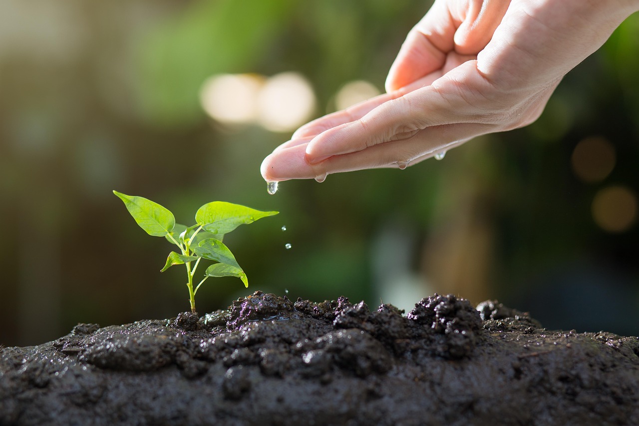 Hope From the Ashes: Recovery After Catastrophe (image credits: pixabay)