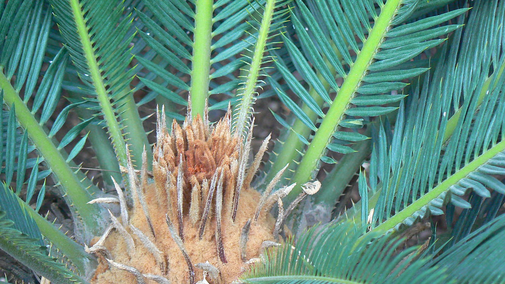 The Mesozoic Garden: A World Before Flowers (image credits: flickr)