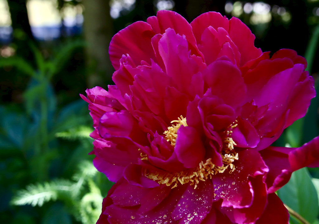 The Great Floral Revolution Begins (image credits: flickr)