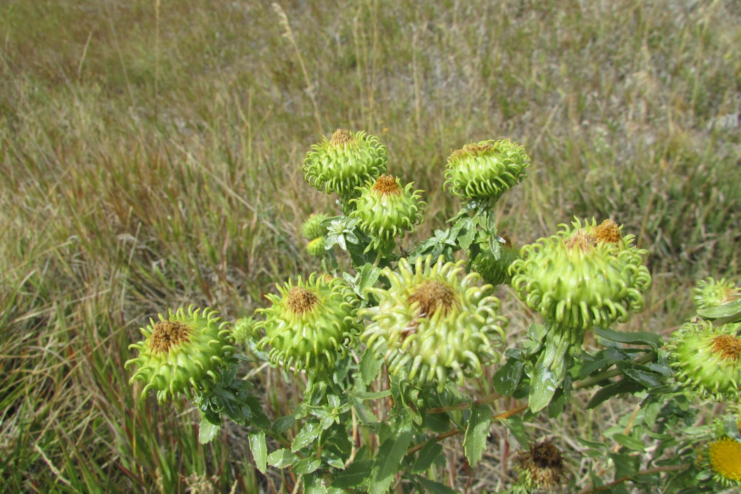 The Secret Lives of Ancient Ecosystems (image credits: wikimedia)