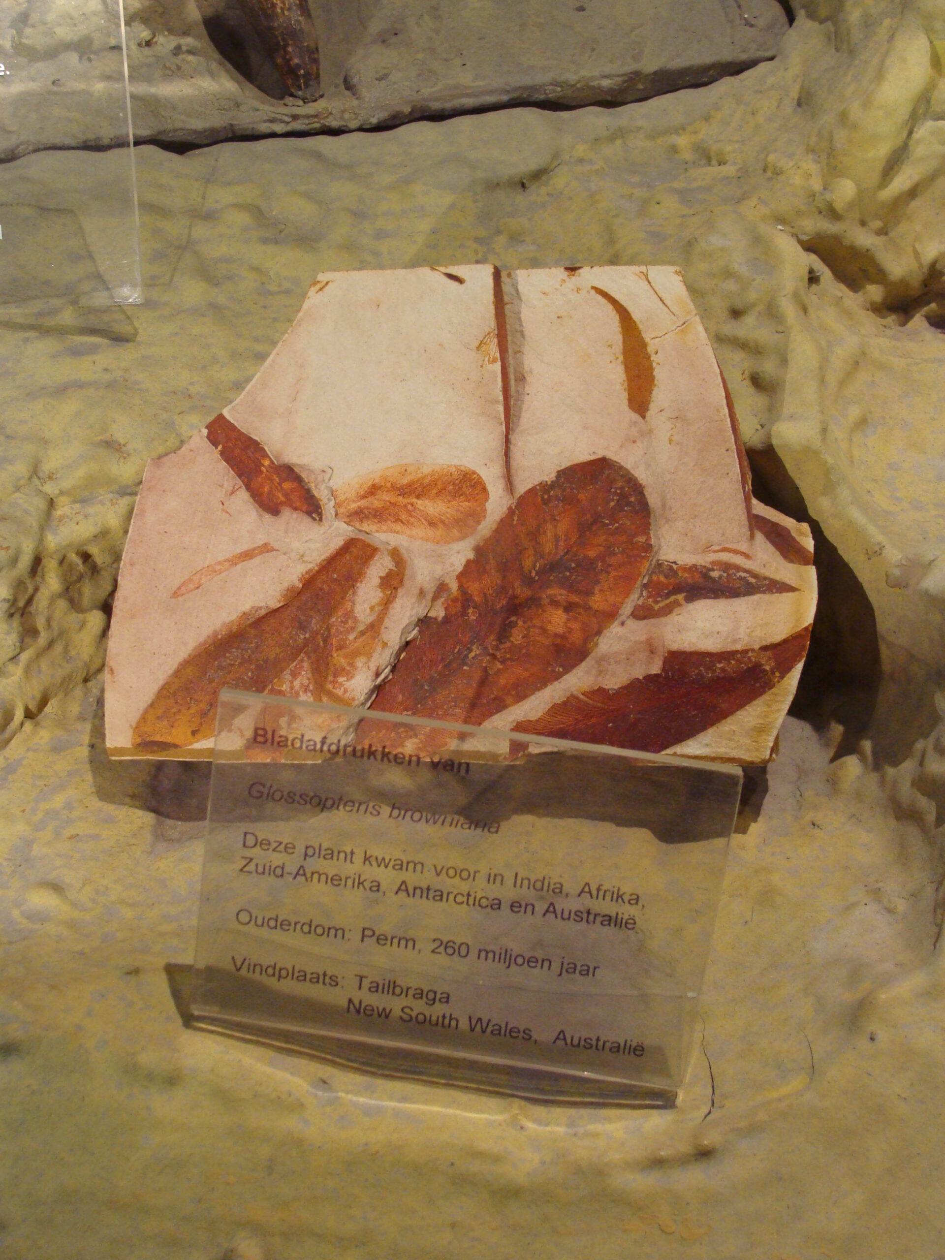 What You Could Actually Eat Without Dying (image credits: By Eduard Solà, CC BY-SA 3.0, https://commons.wikimedia.org/w/index.php?curid=9424411)