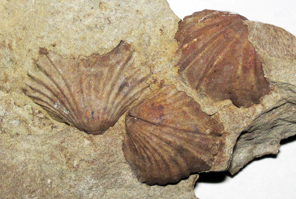 The Great Dying Sets the Stage (image credits: flickr)