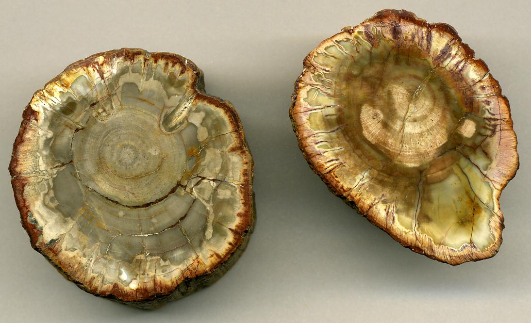 Reading the Climate Clues in Ancient Wood (image credits: wikimedia)