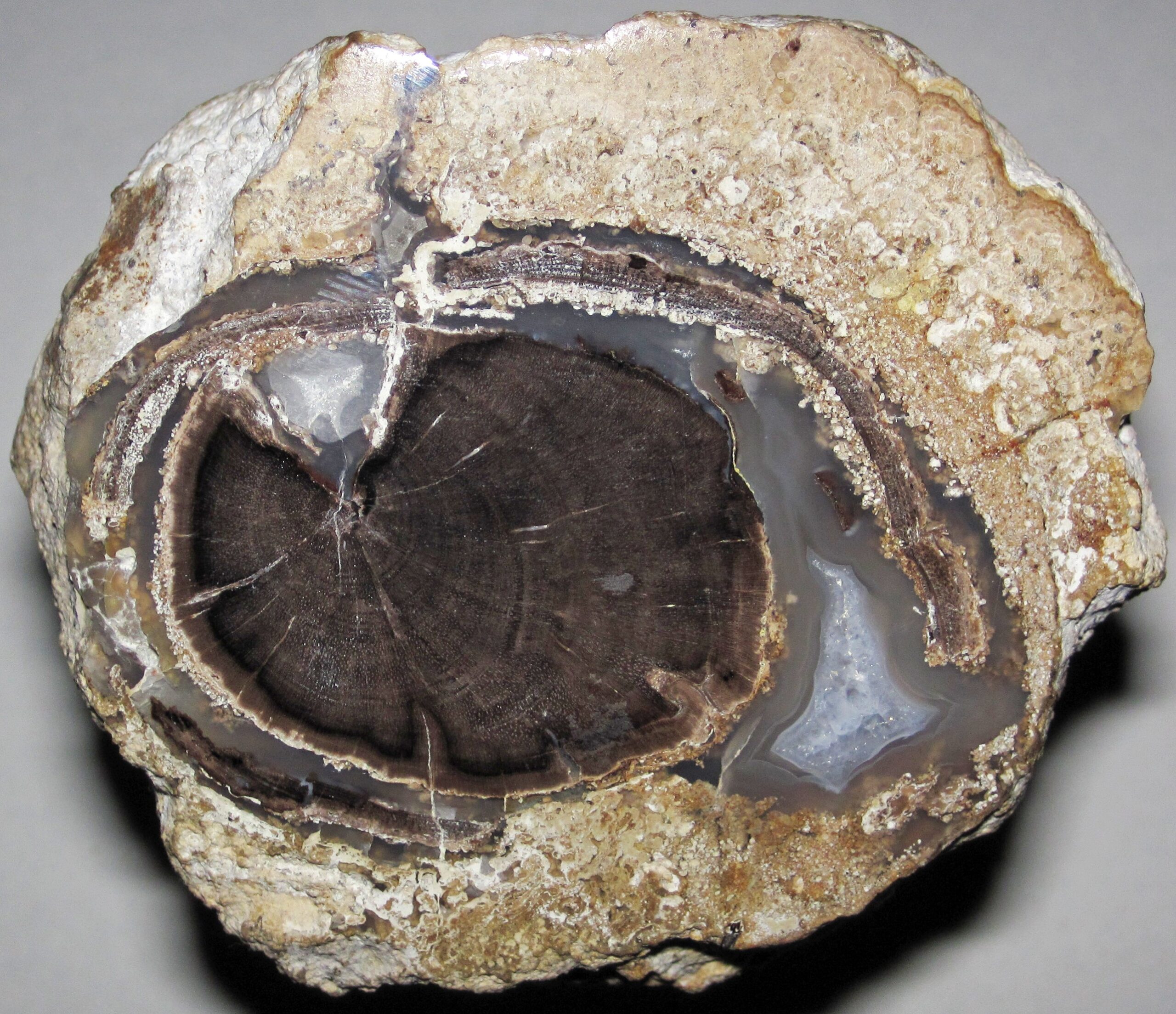 Revolutionary Discoveries in Ancient Forests (image credits: wikimedia)