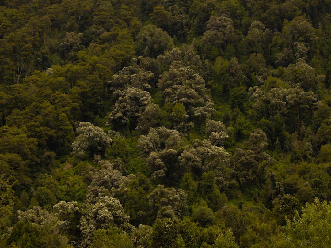 The Carbon Connection That Changed Everything (image credits: unsplash)