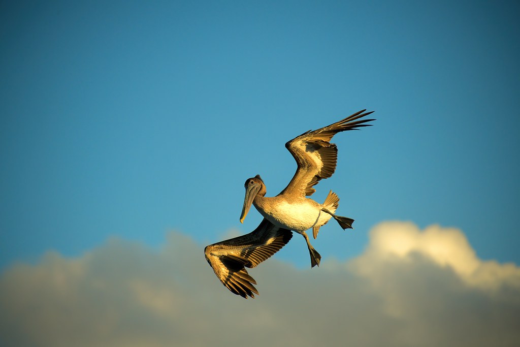 Your Backyard Birds Have a Breathing System That Rivals Fighter Jets (image credits: flickr)