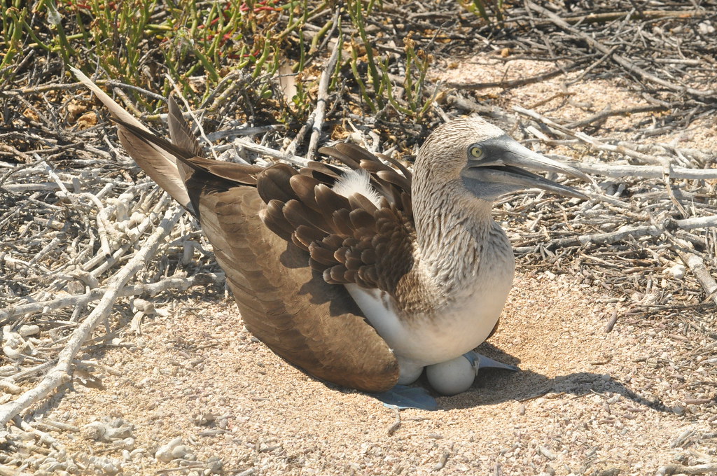 The Mass Extinction That Killed Dinosaurs Actually Made Birds Stronger (image credits: flickr)