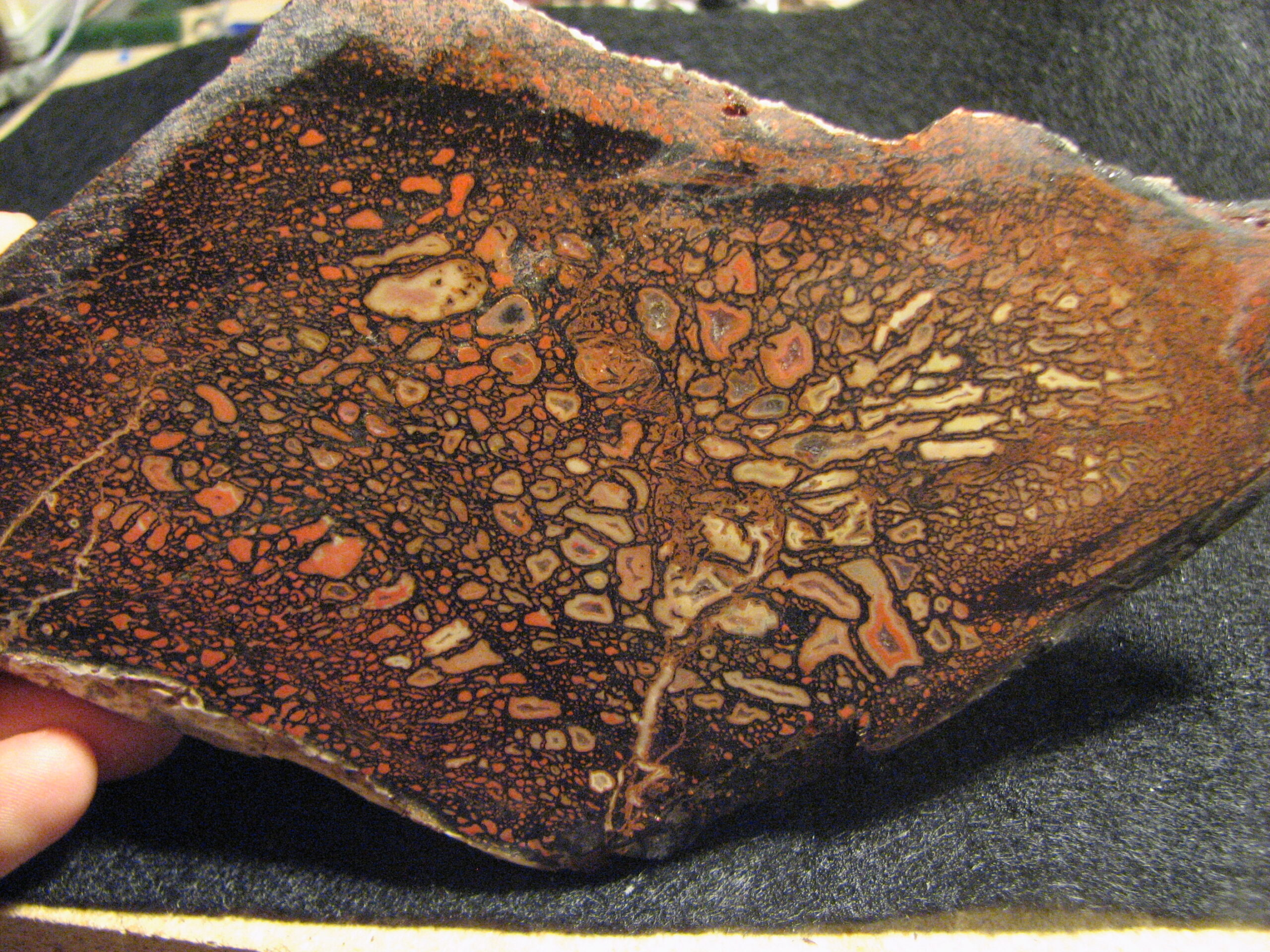 The Fossil Evidence Tells the Story (image credits: wikimedia)