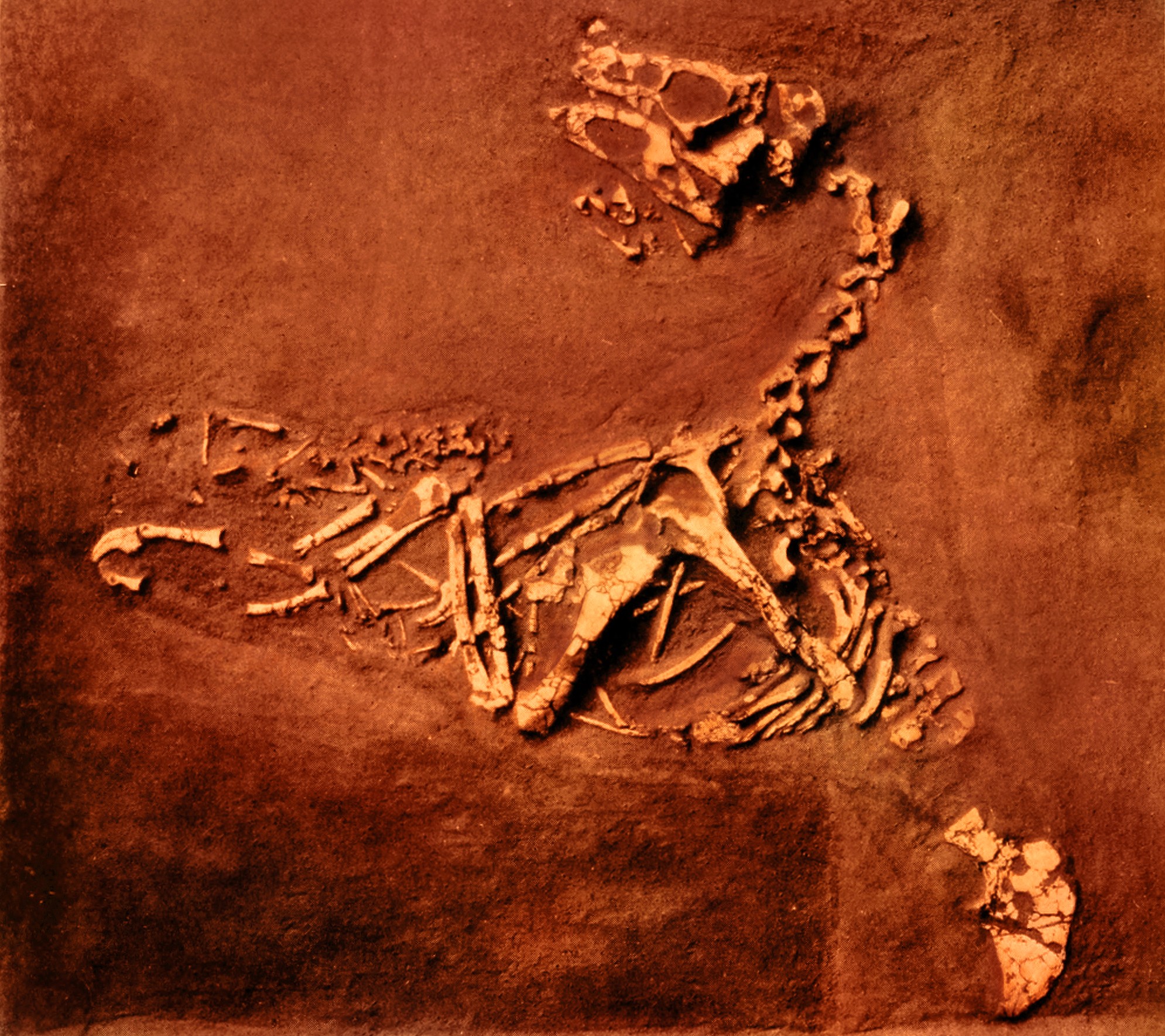 Implications Beyond Paleontology (image credits: By Internet Archive Book Images, Public domain, https://commons.wikimedia.org/w/index.php?curid=43166357)