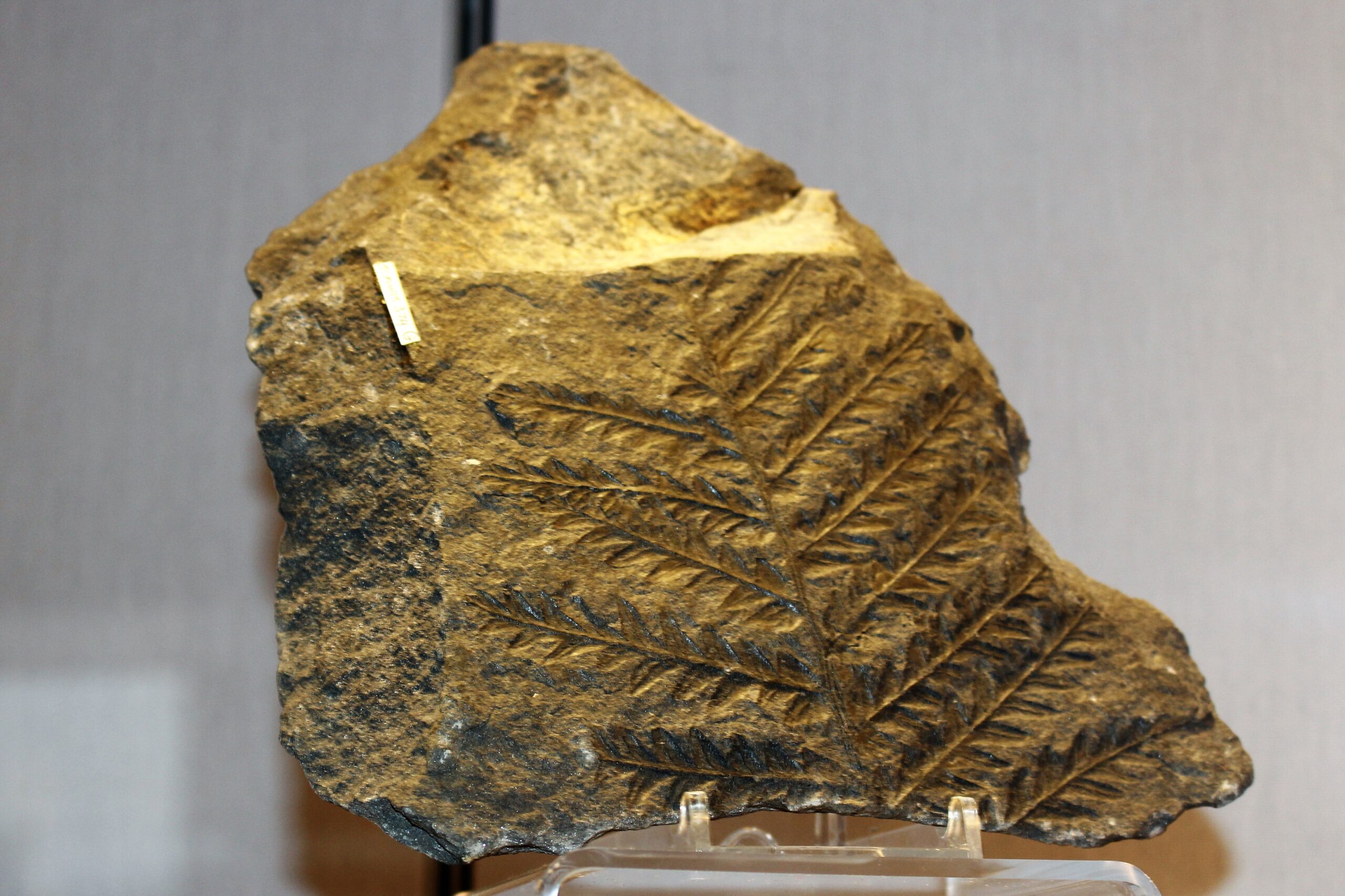 Provincial Life Despite Global Connection (image credits: kindly granted by the author, CC BY-SA 4.0, https://commons.wikimedia.org/w/index.php?curid=76090112)