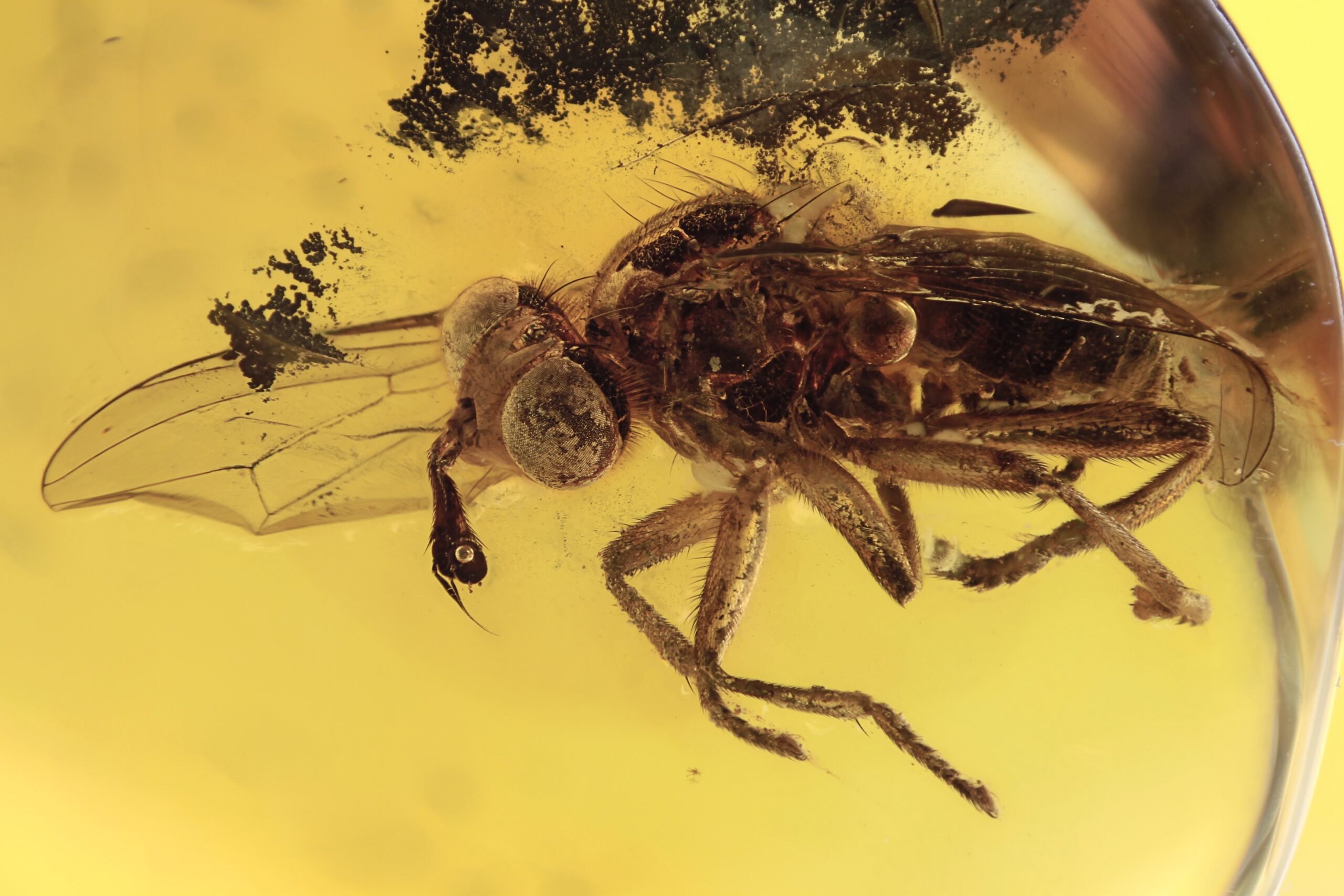Amber's Golden Prison (image credits: wikimedia)
