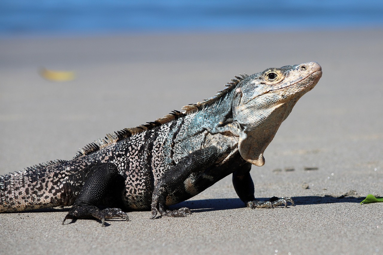 Superior Breathing Systems Provided the Edge (image credits: pixabay)