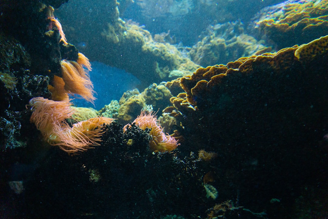 Ocean Chemistry Revolution Supported Marine Ecosystems (image credits: unsplash)