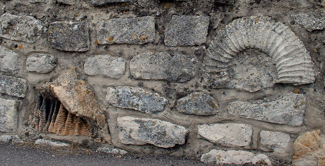 Urban Architecture's Secret Fossil Collection (image credits: wikimedia)