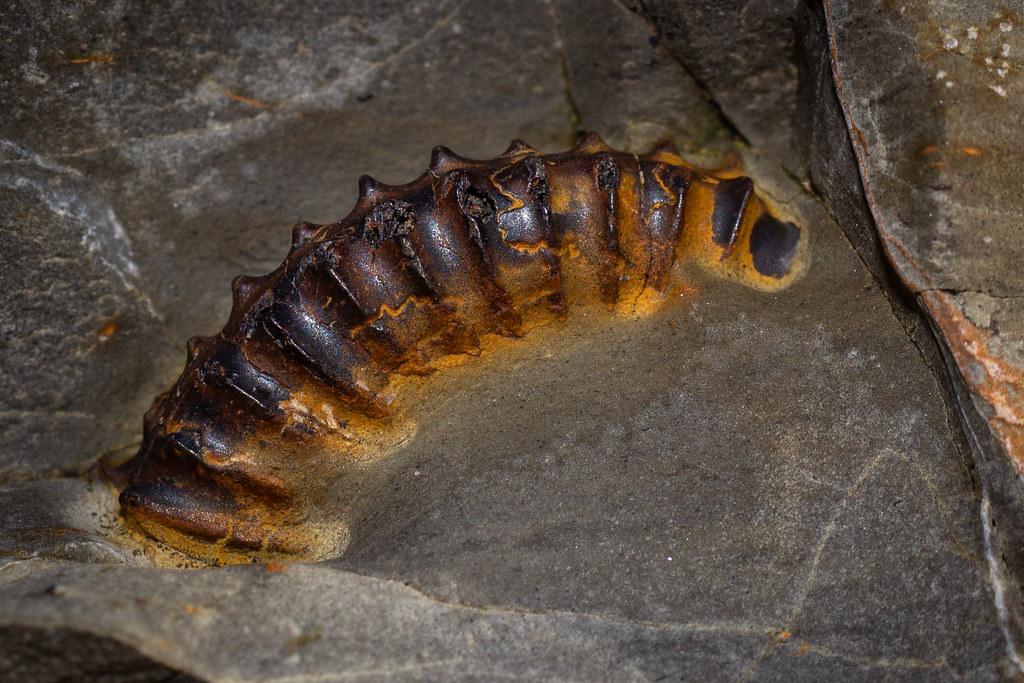 Natural Disasters as Fossil Unveilers (image credits: flickr)