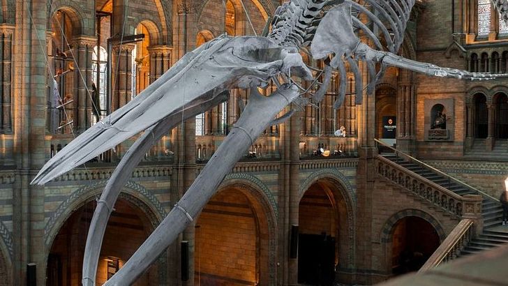 Why the Best Fossils Are Often Found in the Most Unexpected Places