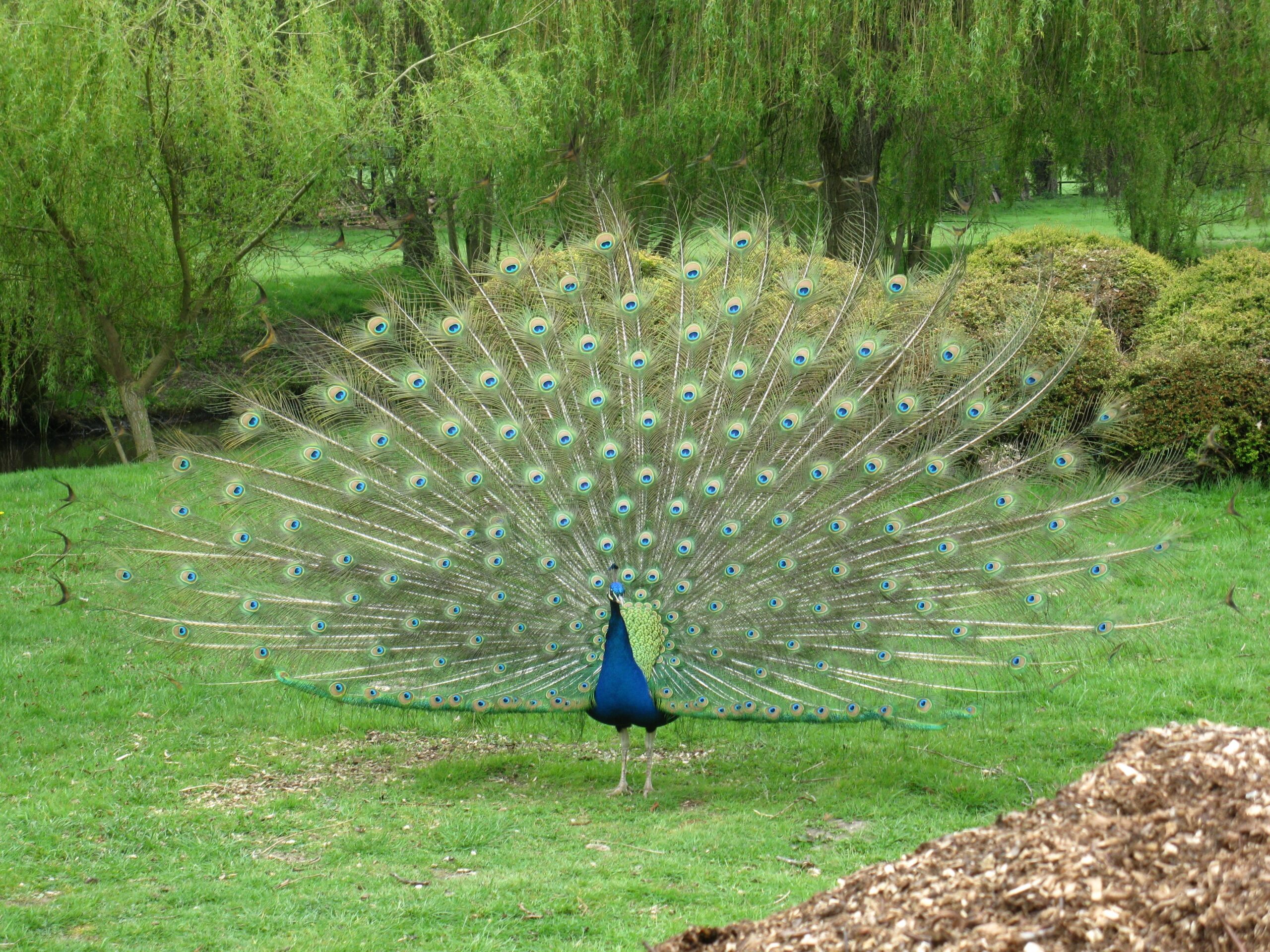 The Original Battle of the Sexes (image credits: wikimedia)