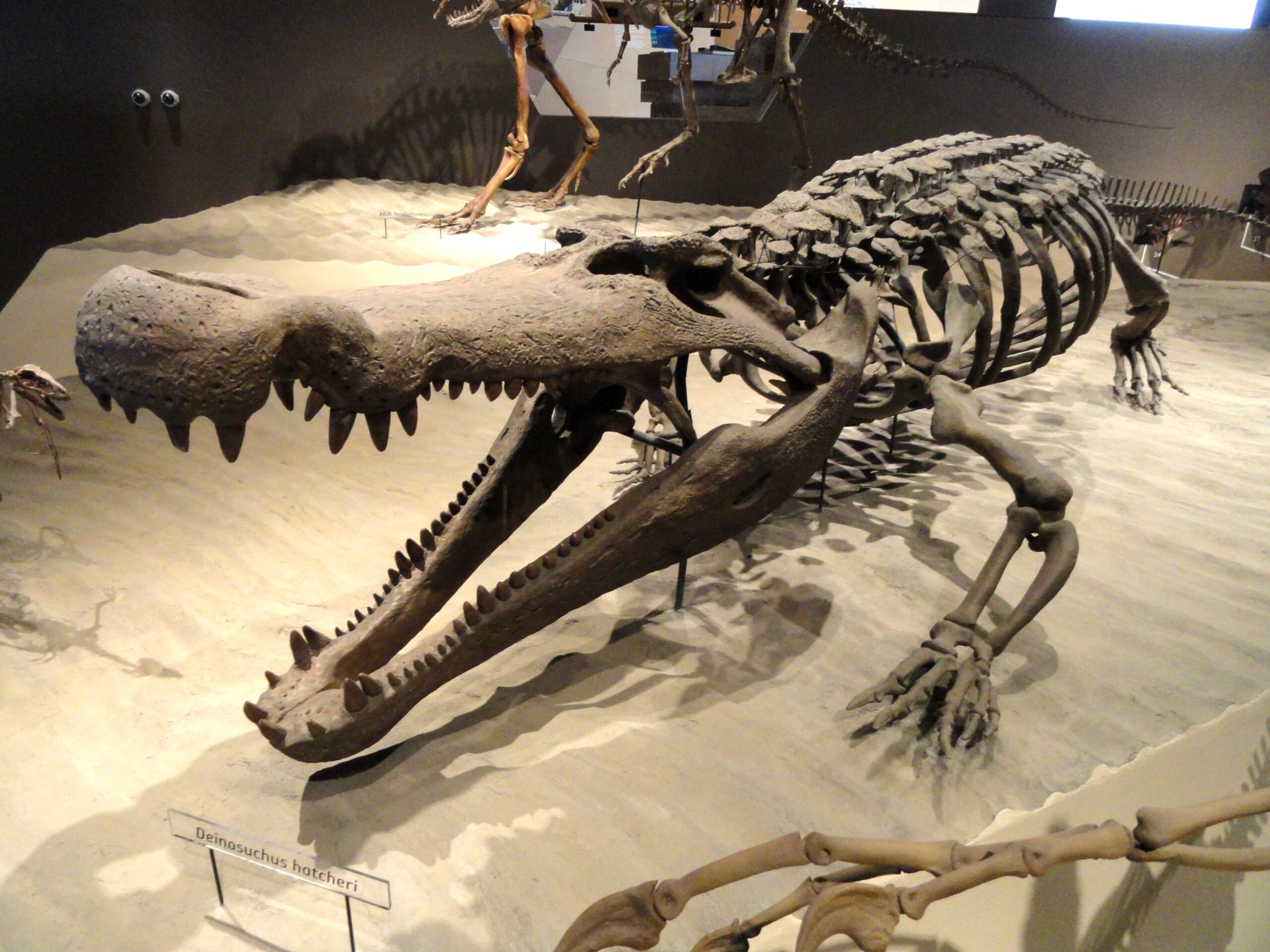 Deinosuchus - The Terrible Crocodile That Made Dinosaurs Look Small (image credits: By Daderot, CC0, https://commons.wikimedia.org/w/index.php?curid=26954449)