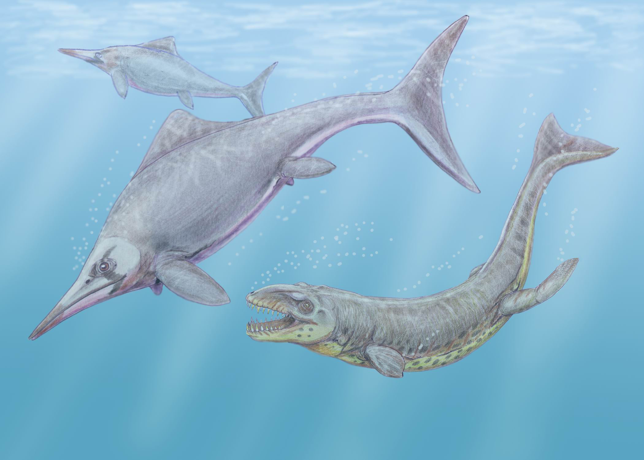 Dakosaurus - The Ocean Wolf That Ruled Ancient Seas (image credits: dmitrchel@mail.ru, CC BY 3.0, https://commons.wikimedia.org/w/index.php?curid=4096902)