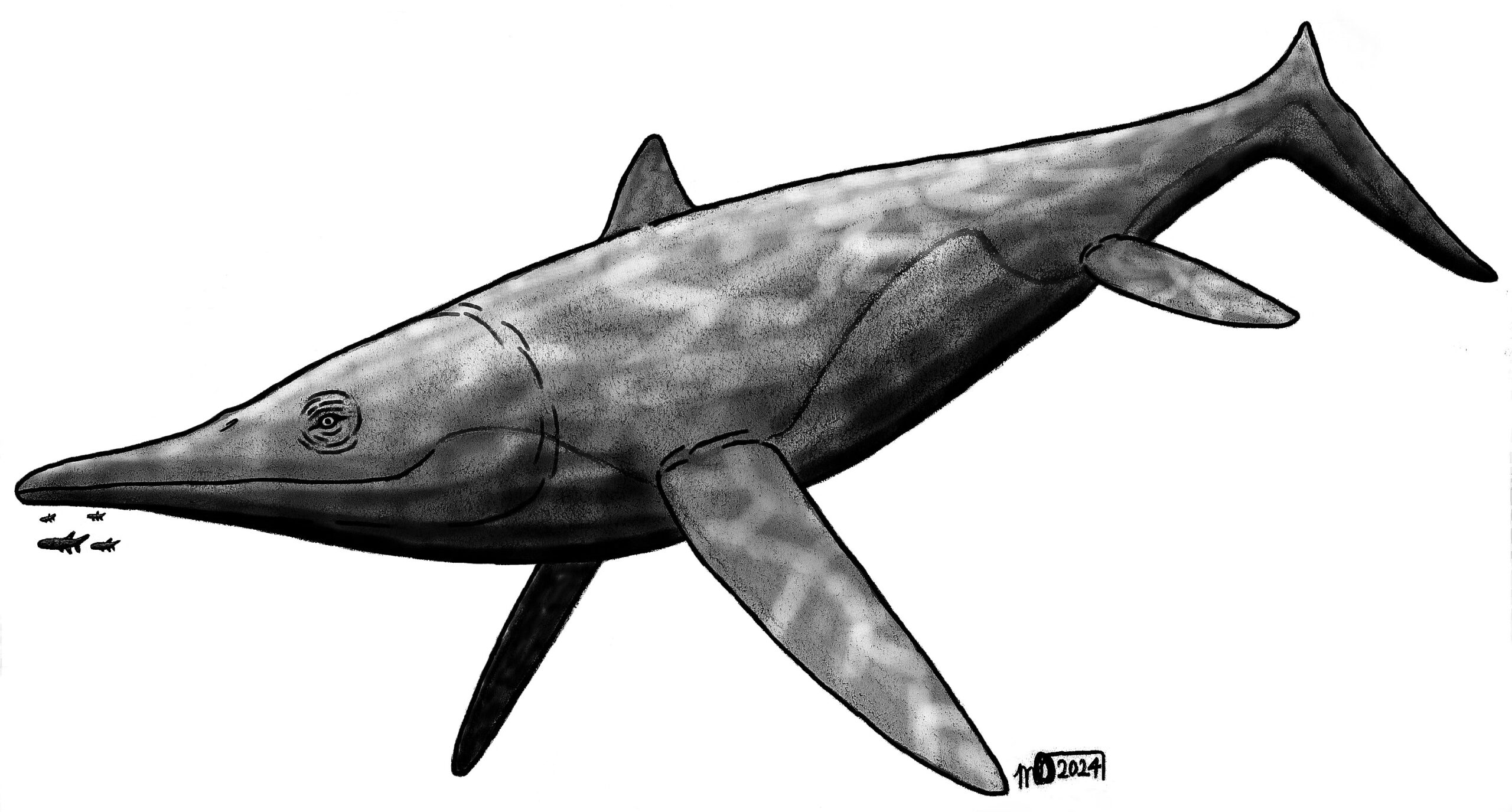 Ichthyotitan severnensis - The Undisputed Ocean Giant (image credits: By SpinoDragon145, CC BY 4.0, https://commons.wikimedia.org/w/index.php?curid=147476902)