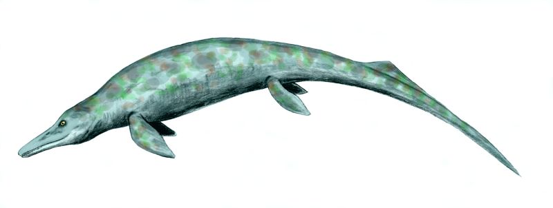 Cymbospondylus youngorum - The 56-Foot Triassic Terror (image credits: Cymbospondylus. Wikimedia Commons)