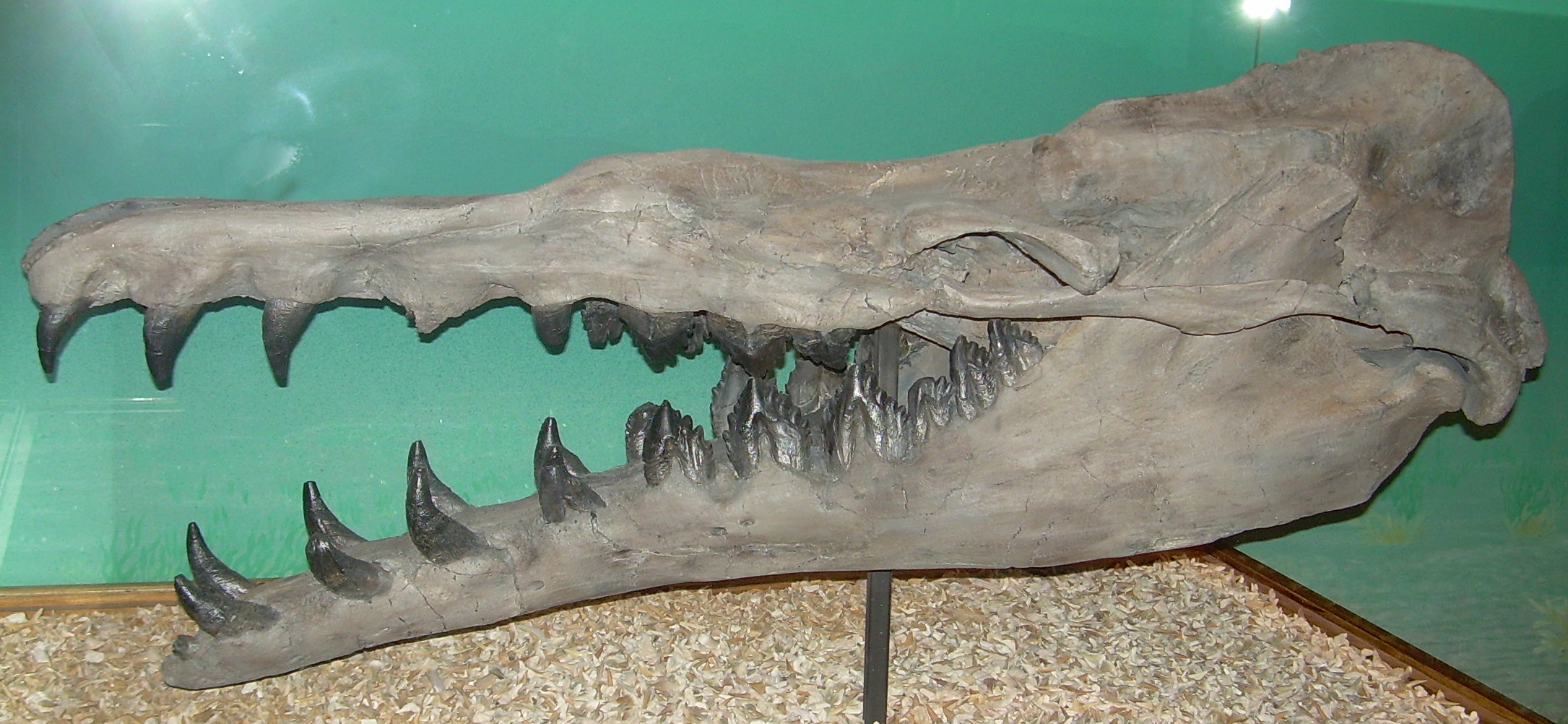 Basilosaurus cetoides - The 85-Foot