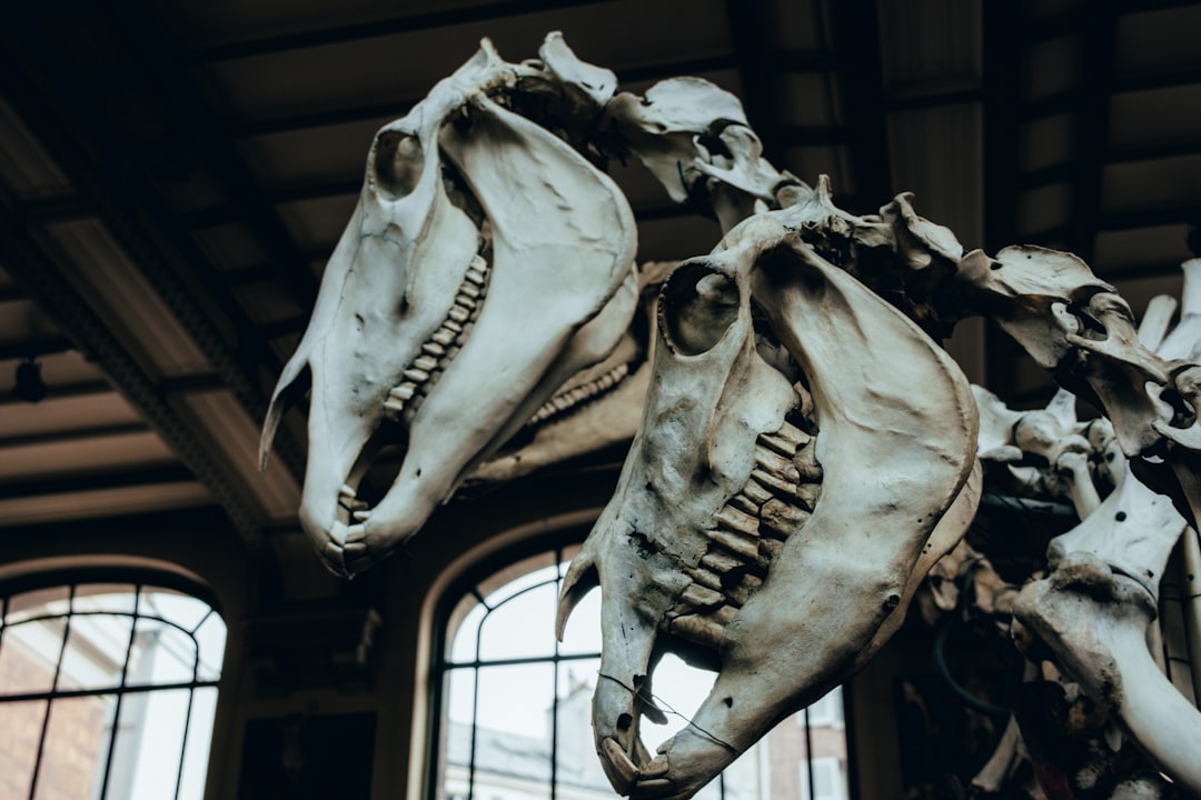 Europe's Classical Sites: Where Paleontology Began (image credits: unsplash)