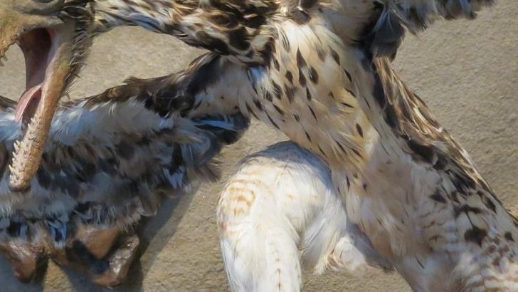 Why Triassic Creatures Look Like Science-Fiction Creations