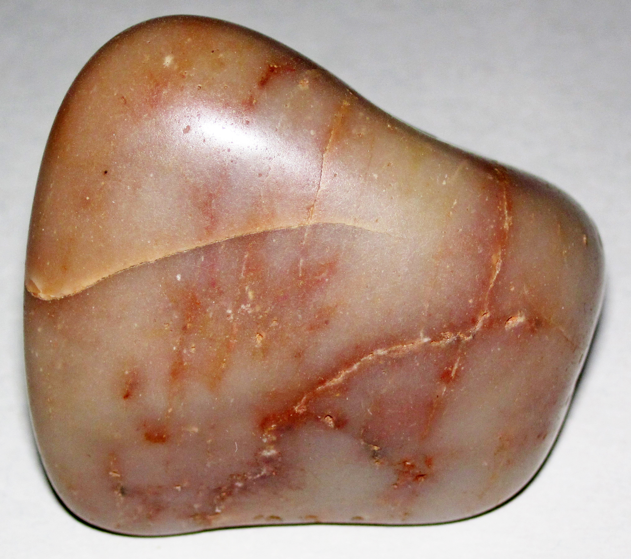 What Are Gastroliths? The Stones That Tell Stories (image credits: wikimedia)