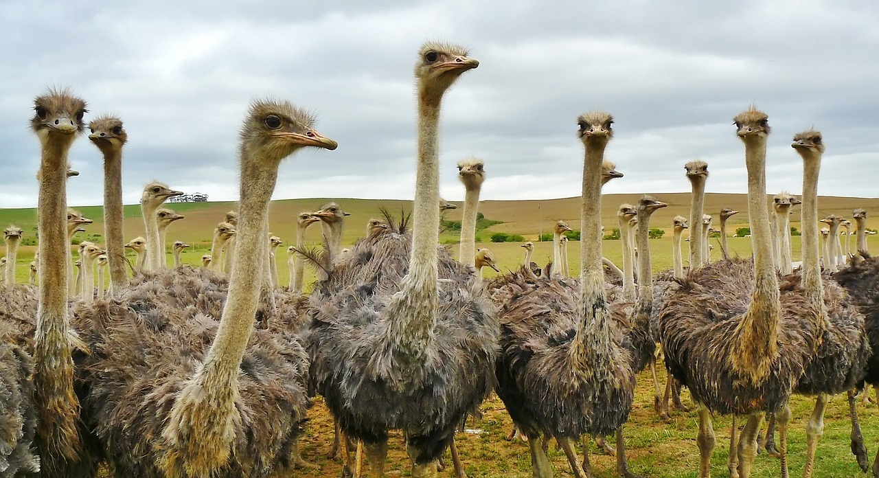 Modern Animals That Swallow Rocks: Nature's Living Examples (image credits: pixabay)