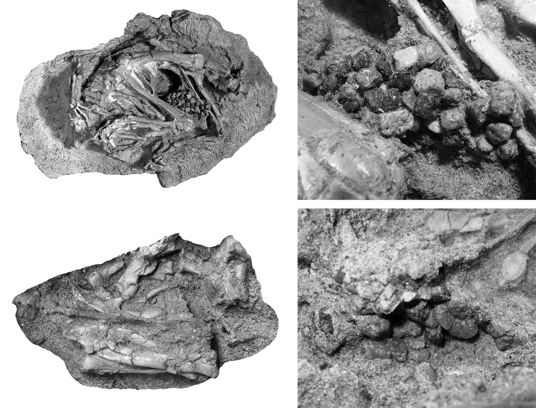 The Morrison Formation: A Treasure Trove of Ancient Stomach Stones (image credits: wikimedia)