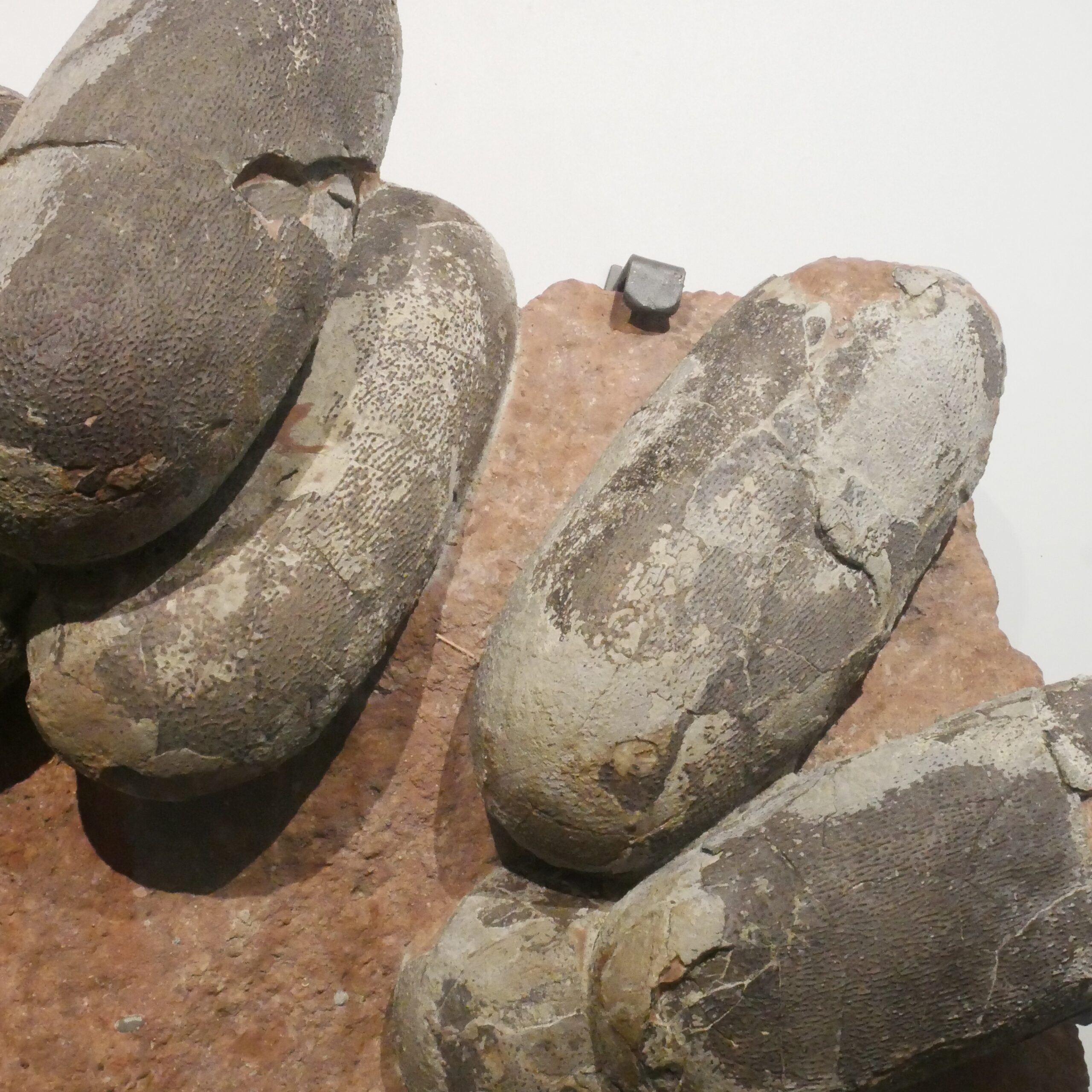 Eggshell Chemistry Reveals Incubation Temperatures (image credits: wikimedia)