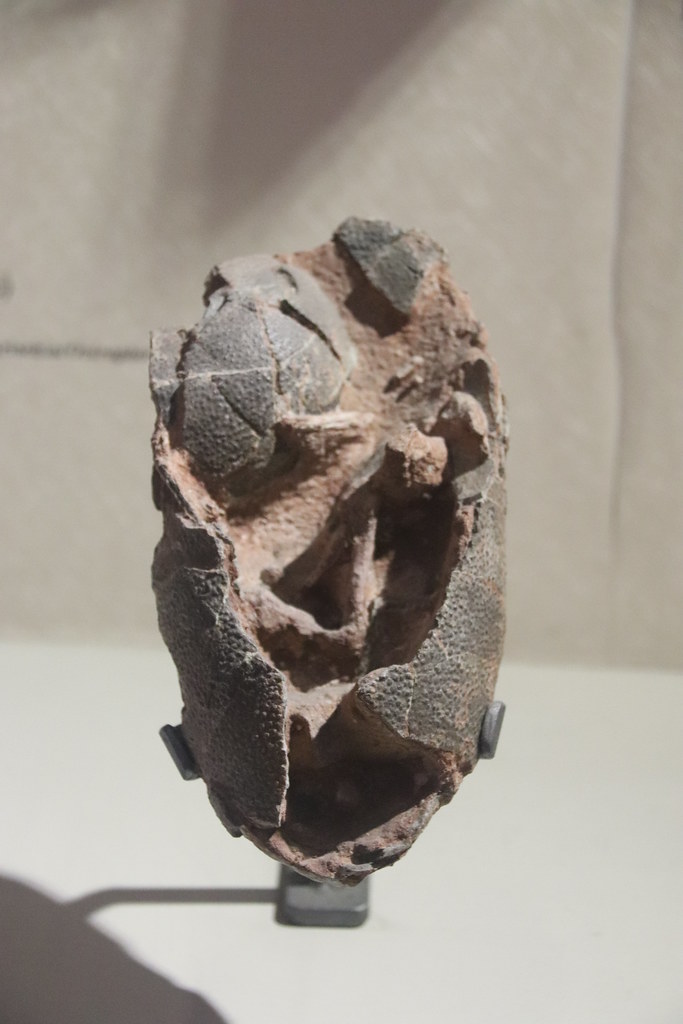 Embryonic Evidence of Parental Care Strategies (image credits: flickr)