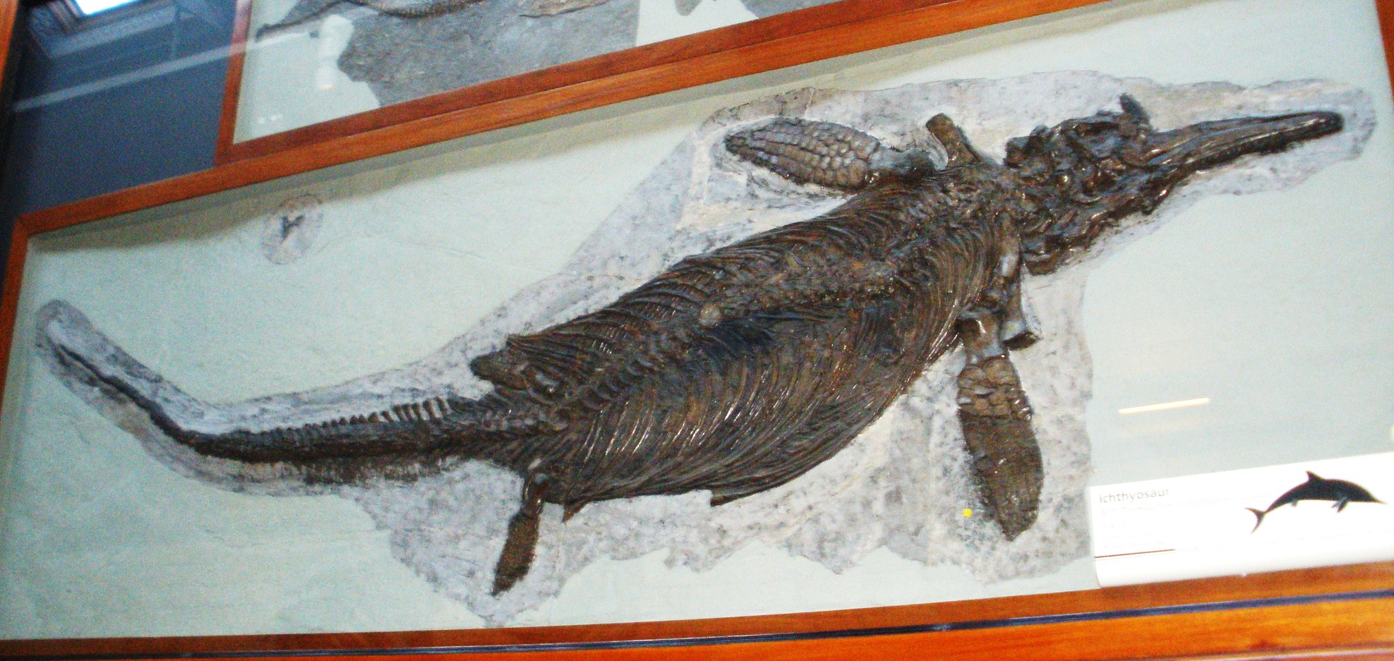 Mary Anning's First Ichthyosaurus - The 19th Century Pioneer (image credits: wikimedia)