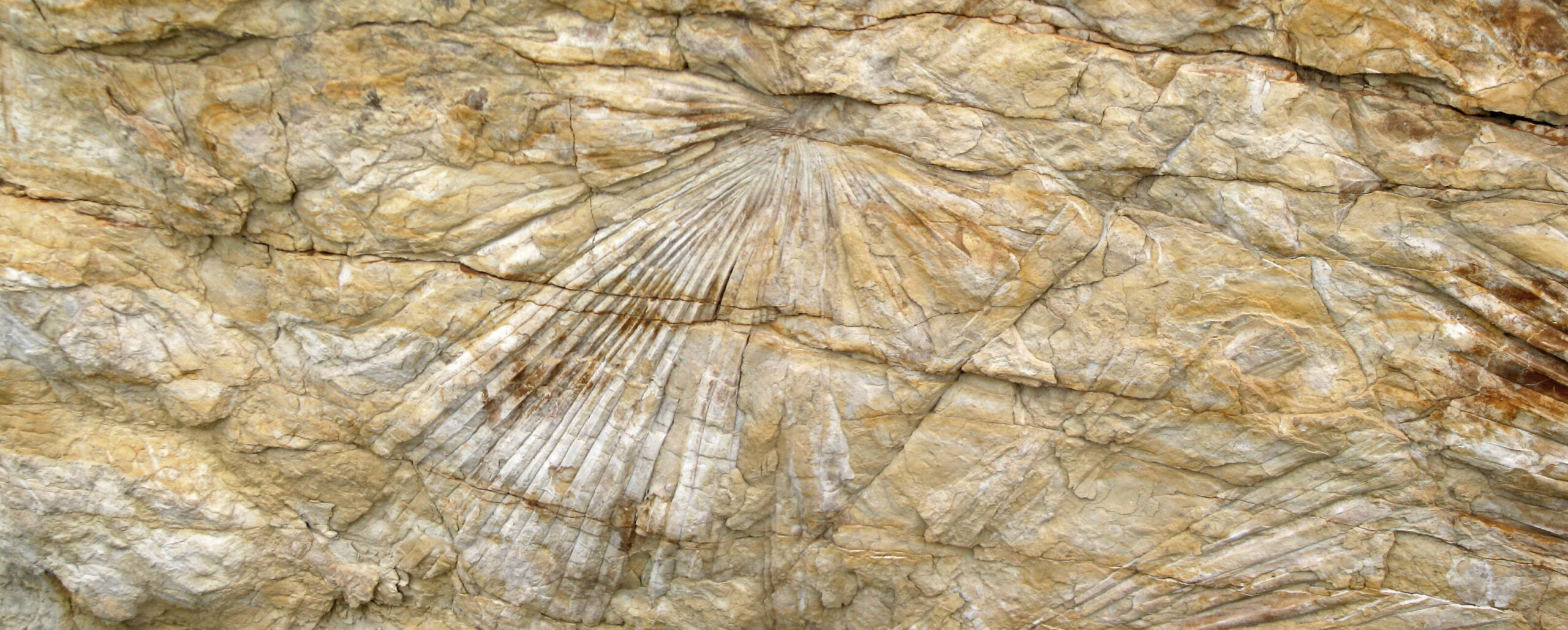 The Lomankus Edgecombei Golden Fossil Strike (image credits: wikimedia)