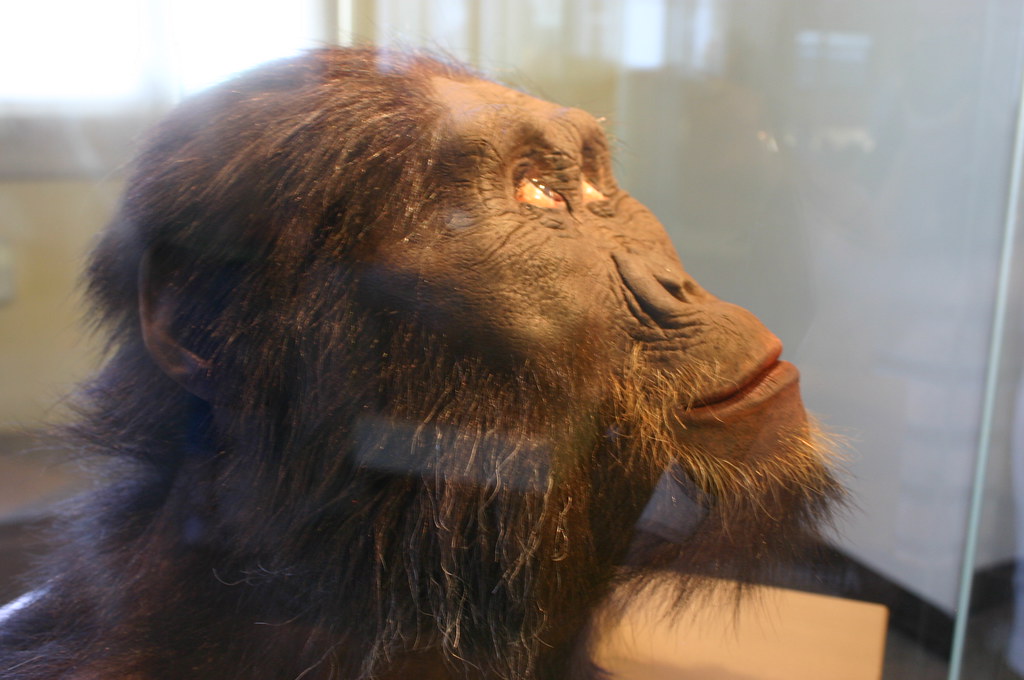 Donald Johanson's Lucy Discovery (image credits: flickr)