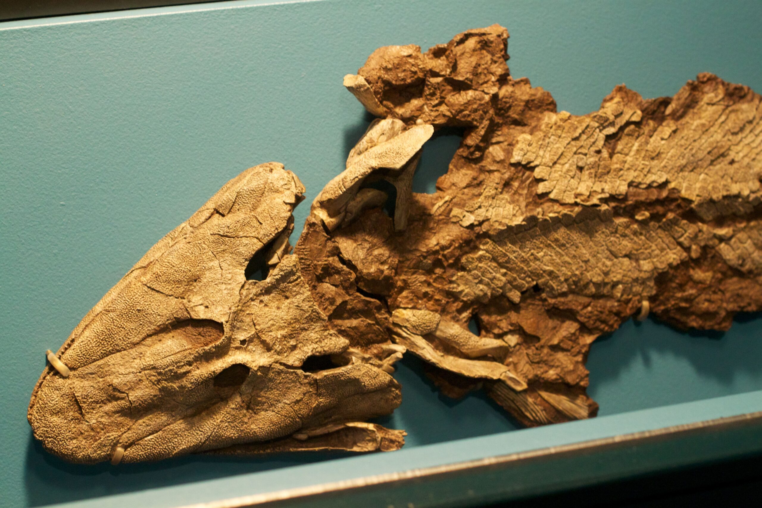 Neil Shubin's Tiktaalik Discovery (image credits: wikimedia)