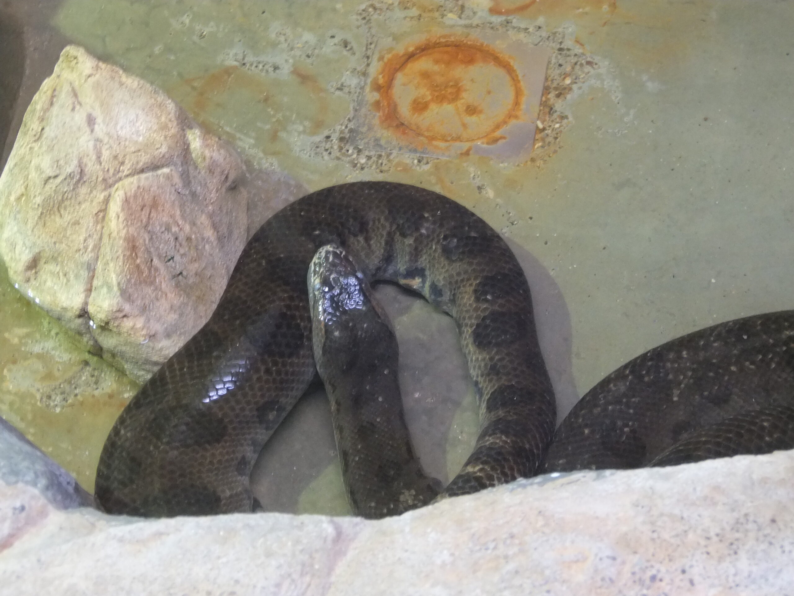 Living Habits: The Semi-Aquatic Lifestyle (image credits: wikimedia)