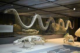 The Mystery of Extinction: When Giants Fell (image credits: Titanaboa skeleton. Source: Reddit)