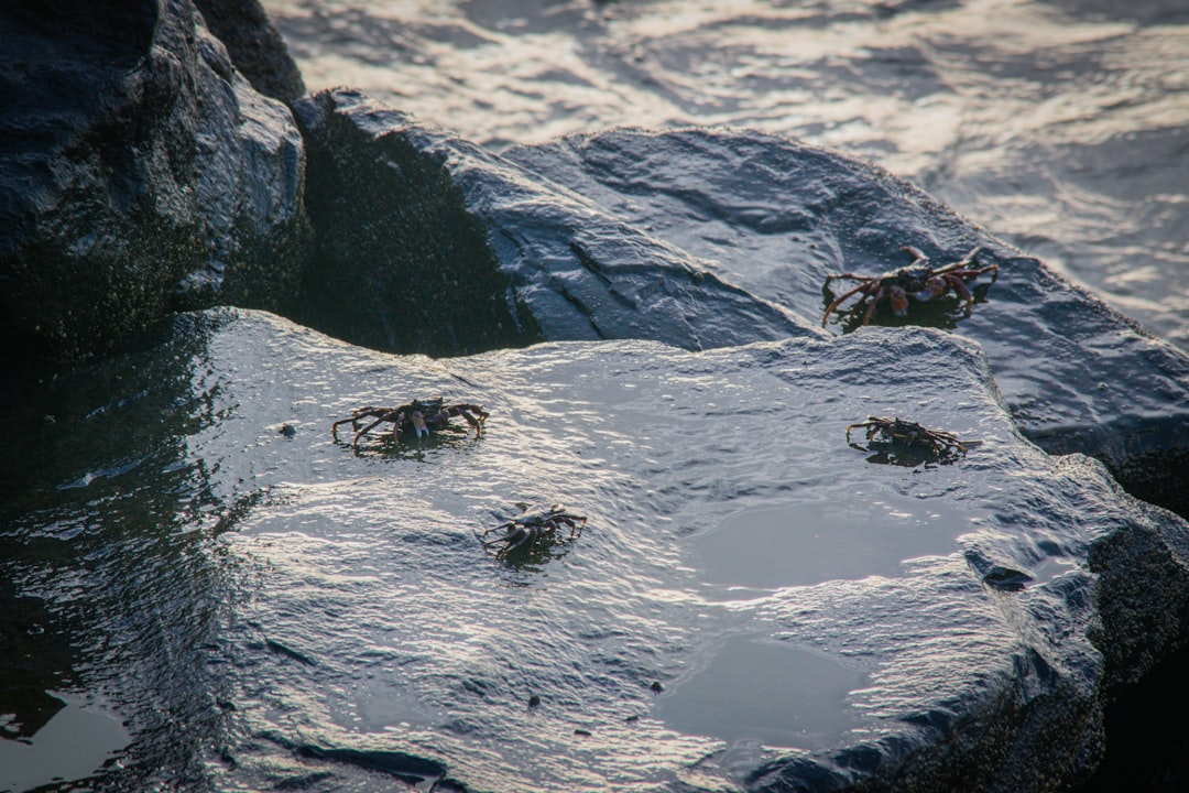 Underground Bunkers and Survival Strategies (image credits: unsplash)