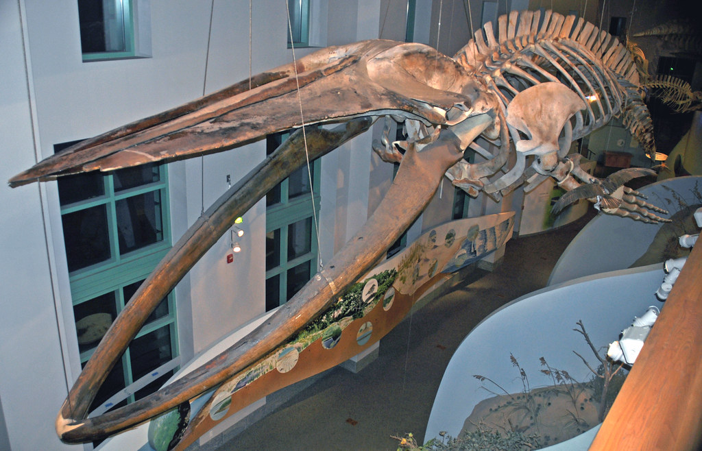 Size Matters in the Cold (image credits: flickr)