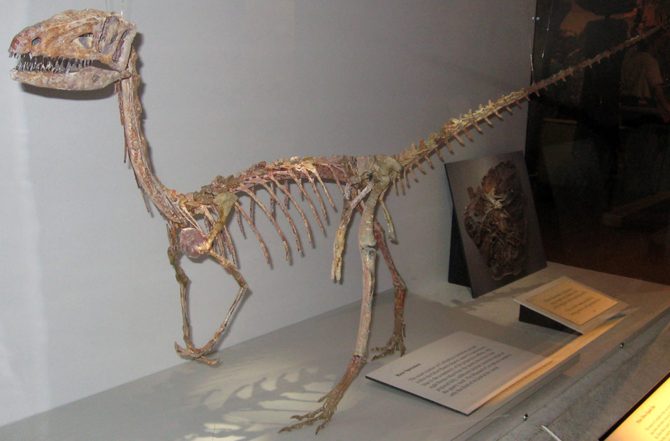 Engineering Marvels: The Hollow Bone Revolution (image credits: Coelophysis skeleton, CC BY-SA 2.0, https://commons.wikimedia.org/w/index.php?curid=5225105)