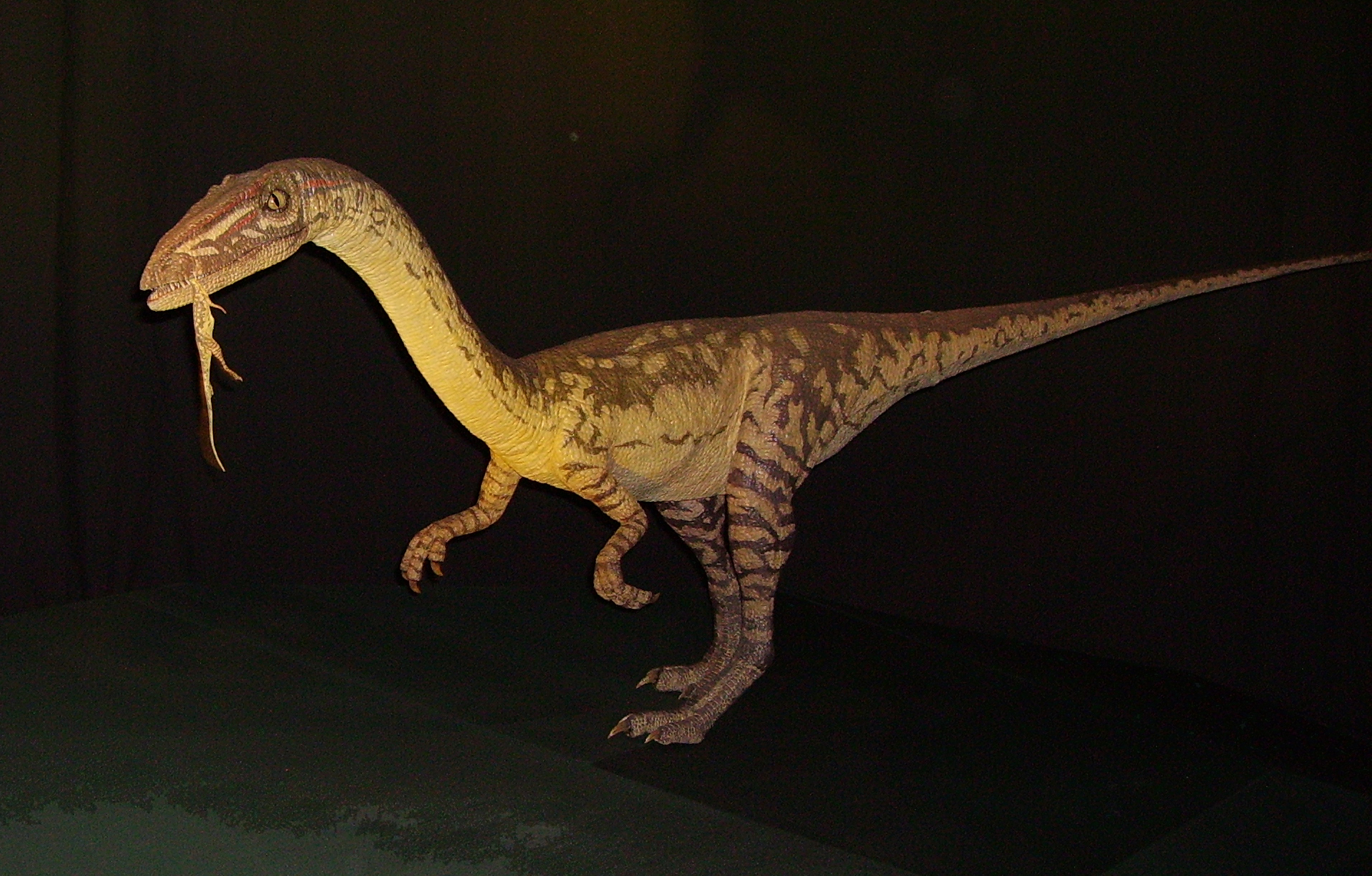 Speed as Survival: The Art of Evasive Maneuvering (image credits: wikimedia)
