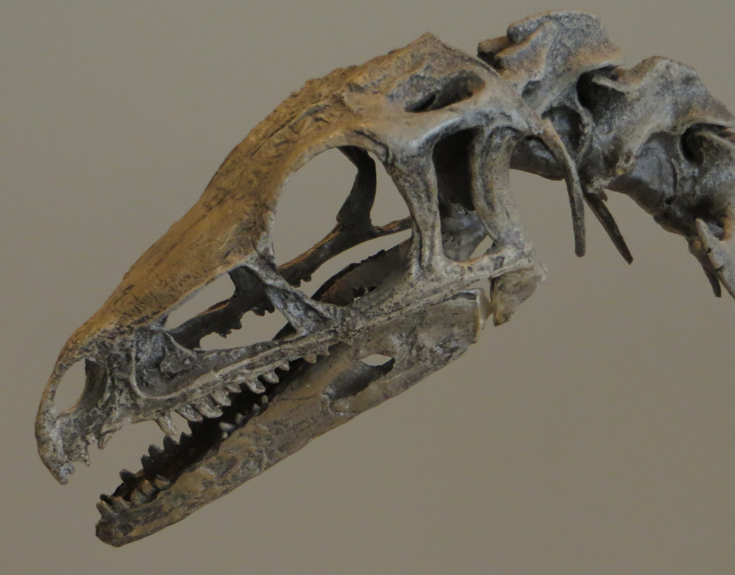 The Multi-Tool Advantage: Dietary Flexibility in Harsh Times (image credits: By Ghedoghedo, CC BY-SA 4.0, https://commons.wikimedia.org/w/index.php?curid=46307003)